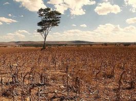 Preço da carne deve subir 15% na Bahia por conta das chuvas irregulares