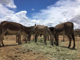 Jumentos que iam para o abate na Bahia estavam com bactéria contagiosa