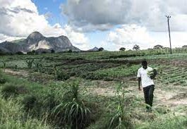Cerrado, savana e a invenção da natureza
