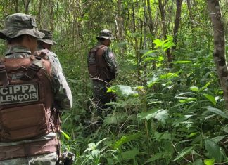 Cerca de 100 pessoas foram detidas por crimes ambientais em um ano e meio, na Bahia