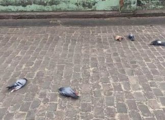 Pombos são encontrados mortos e moradores suspeitam de envenenamento no interior da BA; prefeitura investiga o caso