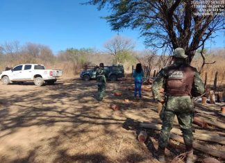Quarteto é preso em caminhão com madeira retirada ilegalmente no oeste da Bahia