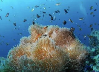 Davidson Pelo Mundo: Turismo no fundo mar