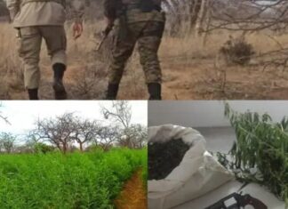Polícia incinera 35 mil pés de maconha no interior da Bahia; suspeito morre