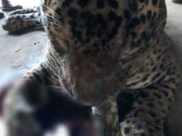 Fake news envolvendo animal selvagem assusta moradores de Arembepe