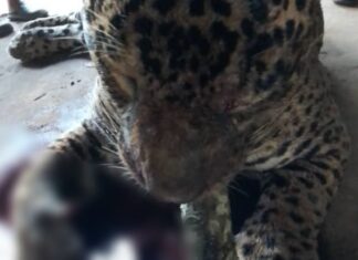 Fake news envolvendo animal selvagem assusta moradores de Arembepe