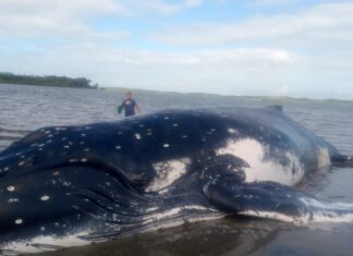 Baleia gigante aparece morta em praia famosa da Bahia