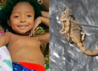 Menina de 5 anos morre após ser picada por escorpião na Bahia