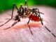 Brasil recebe milhares de vacinas da dengue após explosão de casos; público-alvo é divulgado