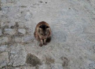 Surto de esporotricose em Feira de Santana: entenda a doença que afeta animais e humanos