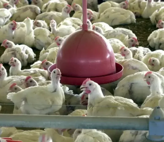 China suspende proibição de compra de carne de frango do Brasil