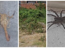 Aparecimento de aranhas e escorpiões em terreno baldio preocupa moradores no bairro Rua Nova