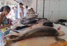 Confira dicas da Vigilância Sanitária sobre compra de pescados na Semana Santa