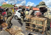 Quase 50 aves silvestres são resgatadas durante operação em feira livre na Bahia