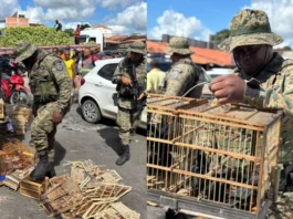 Quase 50 aves silvestres são resgatadas durante operação em feira livre na Bahia