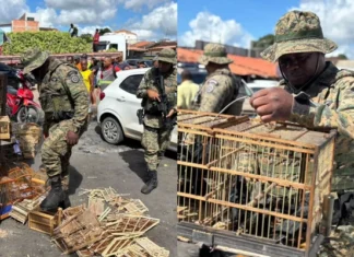 Quase 50 aves silvestres são resgatadas durante operação em feira livre na Bahia