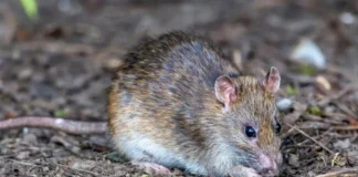 Brasileiro morre e se torna primeira vítima do hantavírus no país