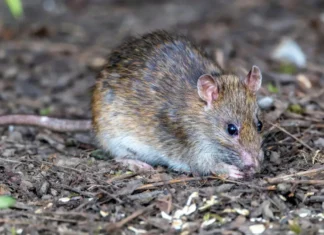Brasileiro morre e se torna primeira vítima do hantavírus no país