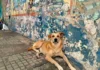 Fogos de artifício e sofrimento animal geram alerta no período das festas juninas