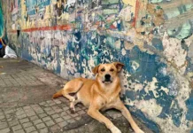 Fogos de artifício e sofrimento animal geram alerta no período das festas juninas