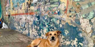 Fogos de artifício e sofrimento animal geram alerta no período das festas juninas