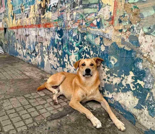 Fogos de artifício e sofrimento animal geram alerta no período das festas juninas