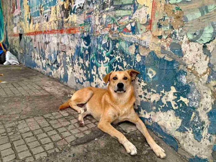 cachorro-caramelo-1000x750-1