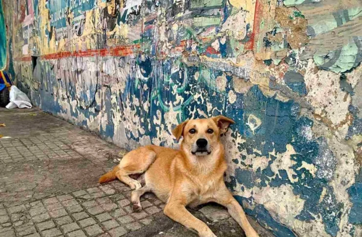 Fogos de artifício e sofrimento animal geram alerta no período das festas juninas