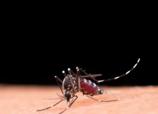 Mosquito desagradável