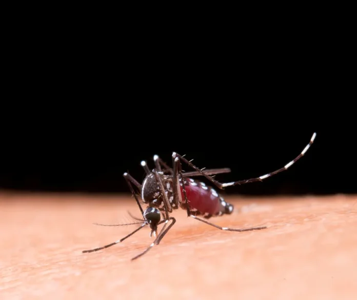 mosquito-desagradavel0139169600202606092209-ScaleDownProportional