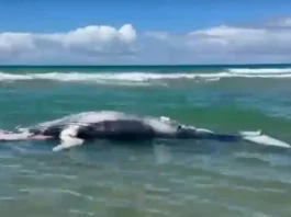 Filhote de baleia-jubarte é encontrado morto em praia no Sul da Bahia