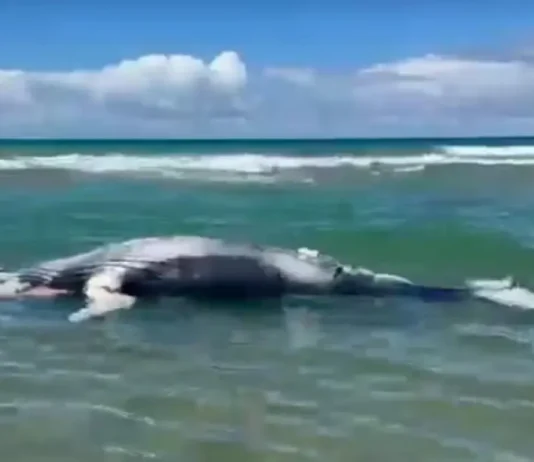 Filhote de baleia-jubarte é encontrado morto em praia no Sul da Bahia