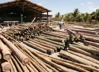 Impacto bilionário: novo tarifaço pode atingir açúcar, etanol e madeira