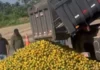 ‘Laranja na beira da estrada’: produtores baianos se unem a sergipanos para enfrentar crise