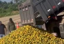 ‘Laranja na beira da estrada’: produtores baianos se unem a sergipanos para enfrentar crise