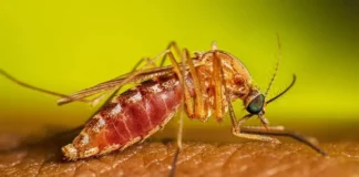 Febre do Nilo avança no Brasil com morte confirmada; veja sintomas