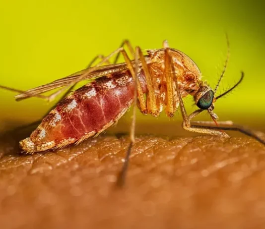 Febre do Nilo avança no Brasil com morte confirmada; veja sintomas