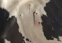 Cinco vacas são mortas após ataque a tiros na zona rural de Queimadas