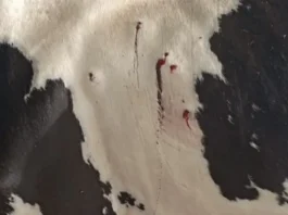 Cinco vacas são mortas após ataque a tiros na zona rural de Queimadas