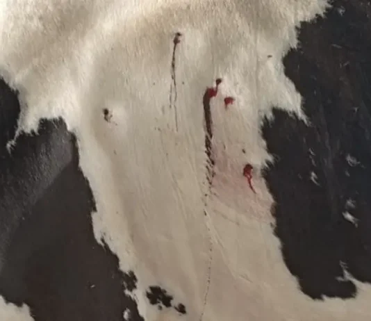Cinco vacas são mortas após ataque a tiros na zona rural de Queimadas