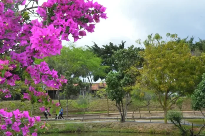 PRIMAVERA-NO-PARQUE-ERIVALDO-CERQUEIRA-FOTO-VALDENIR-LIMA-871-1000x666-1