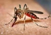 Chikungunya dispara 364,9% na Bahia em 2026: saiba diferenciar da dengue e da zika