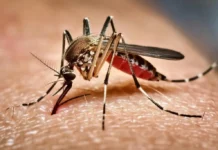 Chikungunya dispara 364,9% na Bahia em 2026: saiba diferenciar da dengue e da zika