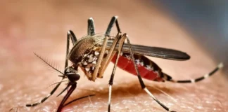 Chikungunya dispara 364,9% na Bahia em 2026: saiba diferenciar da dengue e da zika