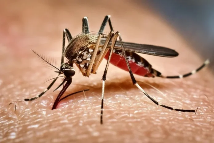 edicaseo-mosquito-da-dengue-transmite-doencas-graves-como-dengue-zika-chikungunya-e-febre-amarela-imagem-sameer-neamah-mahdi-shutterstock-hdds3t9hjrl