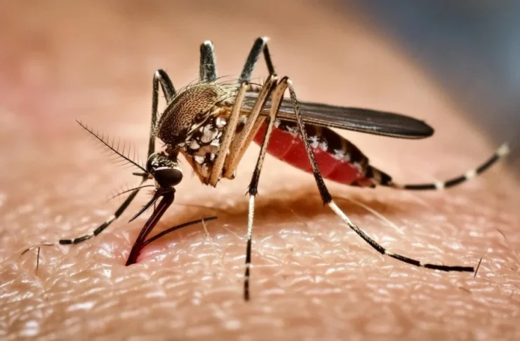 Chikungunya dispara 364,9% na Bahia em 2026: saiba diferenciar da dengue e da zika