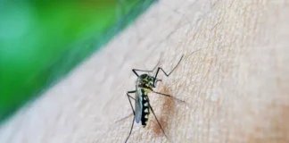 Alerta vermelho: quase 50% dos municípios brasileiros estão sob risco de infestação pelo Aedes aegypti