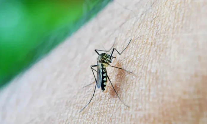 mosquito-dengue-1000x598-1