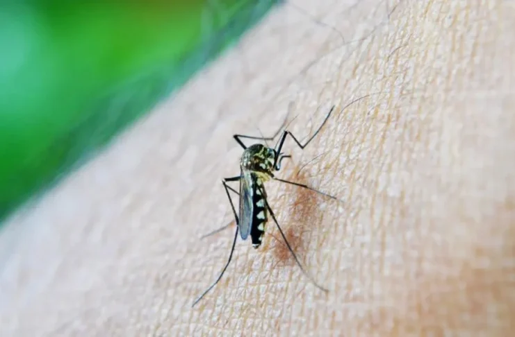 Alerta vermelho: quase 50% dos municípios brasileiros estão sob risco de infestação pelo Aedes aegypti