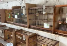 Na mira da PF: Polícia Federal investiga esquema de falsificação de anilhas para aves silvestres na Bahia